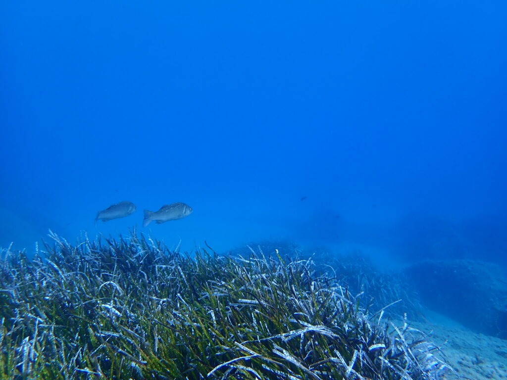 CONOSCIAMO MEGLIO LA POSIDONIA
